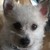 :iconwestiechickie1533: