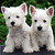:iconwestieplz: