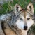 :iconwesties1: