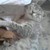 :iconwetlandwalker: