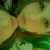 :iconwewarnyou: