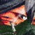 :iconwezzelicum: