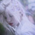 :iconwh4tsernamee: