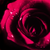 :iconwhatdorosesmean: