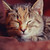 :iconwhendarknessfallsxx: