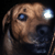 :iconwhendogcowsattack: