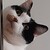 :iconwhenfangirlsattack: