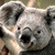 :iconwherethefisadog: