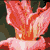 :iconWhereTheLiliesFade: