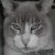 :iconwhibich: