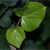 :iconwhickender: