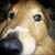 :iconWhifling: