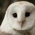 :iconwhimsicalowl: