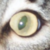 :iconwhinnieleecard: