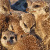 :iconwhiskers-meerkats: