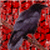 :iconWhisperingRaven: