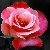 :iconwhisperingroses: