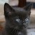 :iconwhispers1: