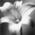 WhispersOfHope :iconwhispersofhope: