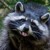 :iconwhistle-a-song: