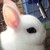 White--Swallow :iconwhite--swallow: