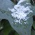 :iconwhite-aurea:
