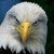 :iconwhite-eagle-01: