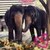 :iconwhite-elephant11: