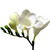 :iconwhite-freesia: