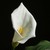 :iconwhite-lily01: