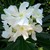 :iconwhite-oleandr: