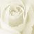 :iconwhite-rose7: