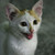 :iconwhite-tide: