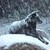 :iconwhite-wolfspirit: