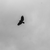 WhiteBlackBearSoup :iconwhiteblackbearsoup: