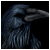 :iconwhiteblackwolf: