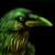 :iconwhiteblackwolf: