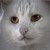 :iconwhitecatfoto: