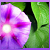 :iconwhitecherry: