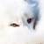 :iconwhitecristal: