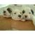 :iconwhitedog-1993: