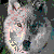:iconwhitedryad: