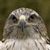 :iconwhitefalcon3002: