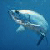 :iconwhitefish-ii: