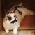 :iconwhitelamb17: