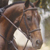 :iconwhitelion67: