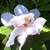 :iconwhitelittlefairy: