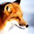 :iconwhitemarkfox: