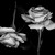 :iconwhitenyrose: