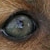:iconwhitepawvixen: